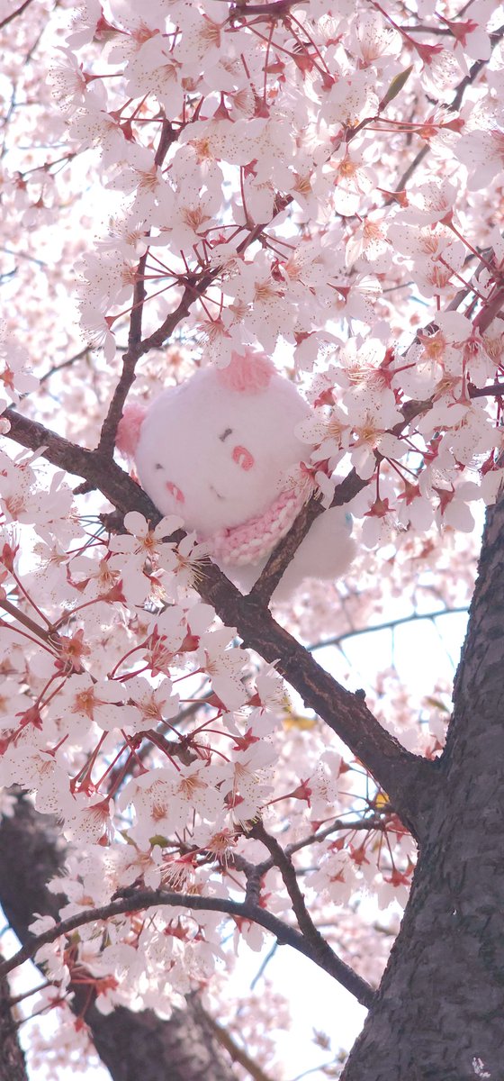 사과상자🍎(Agent P-임무수행중) tweet media