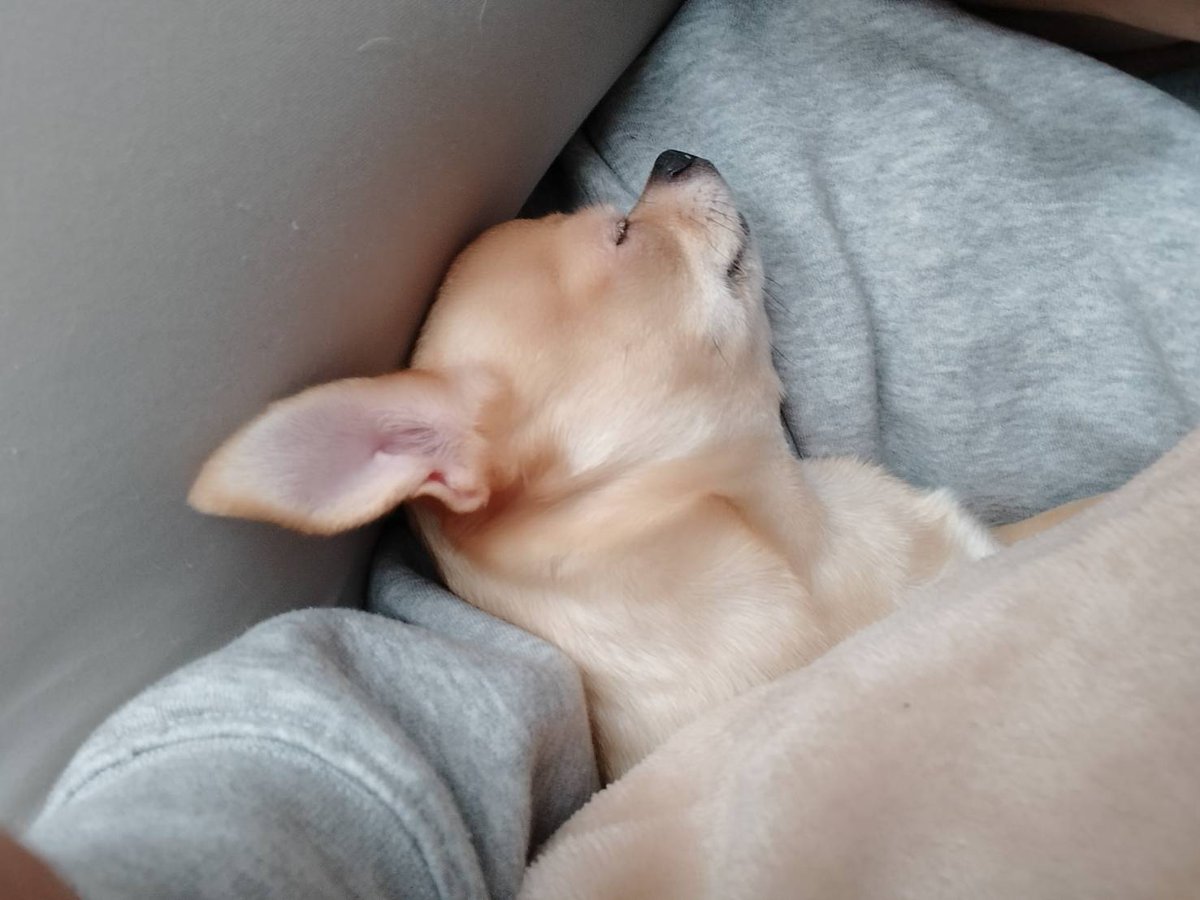 吉田よい tweet media