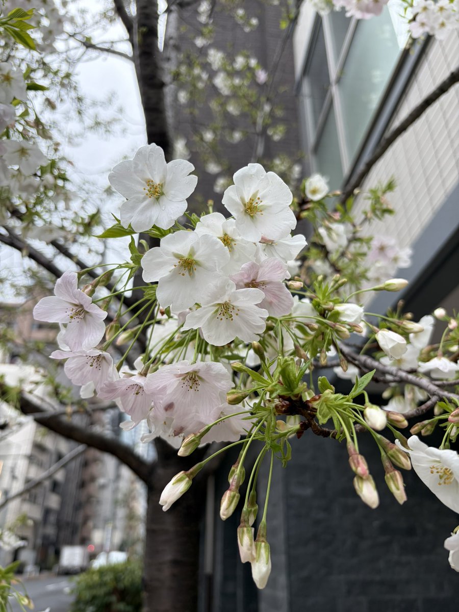 🥃ゴッチ🥃 tweet media