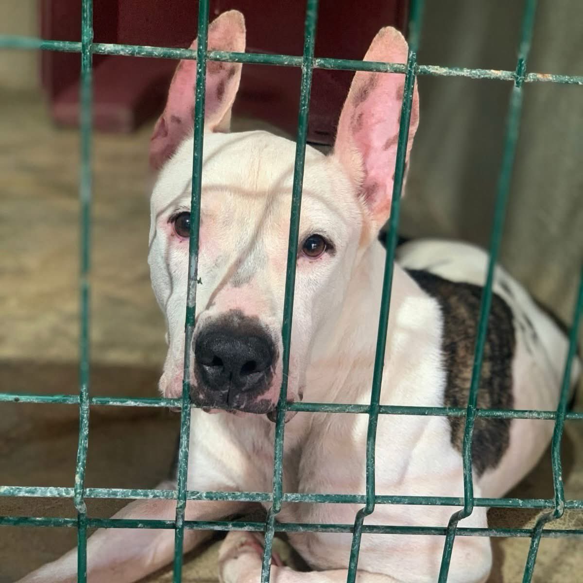 Caninos911 tweet media