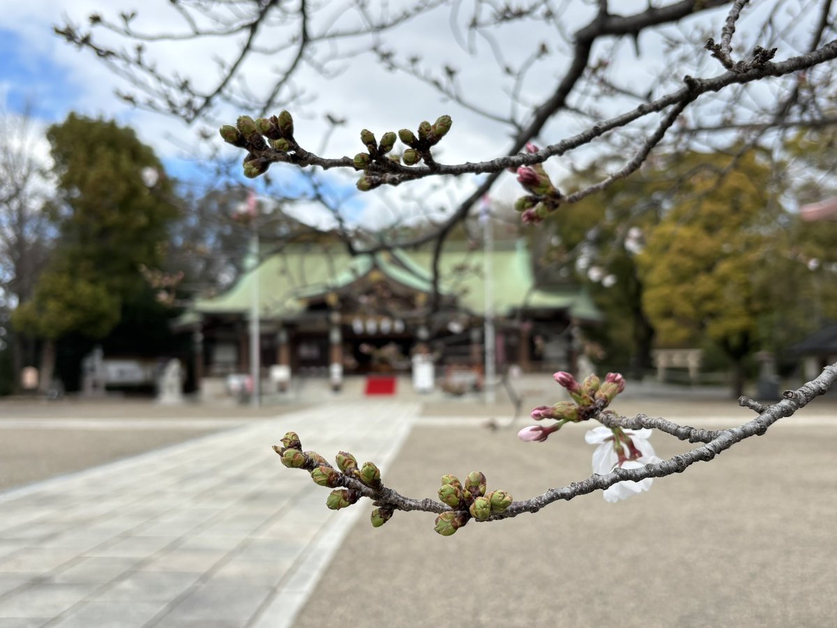 koichiyama's tweet photo. 大阪護國神社の桜はまだまだつぼみでした。 https://t.co/8LQBtTq3nx