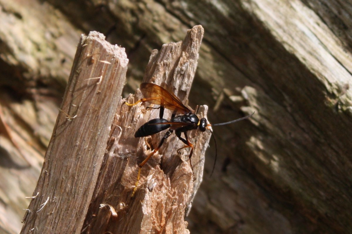 森林総合研究所（森林総研） tweet media