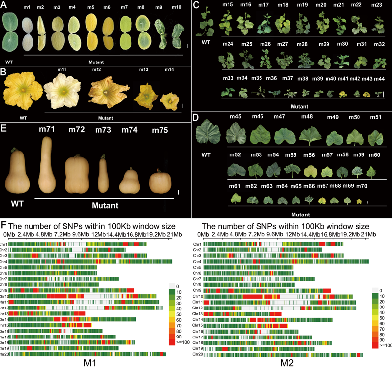 MPlantPCom's tweet image. Telomere-to-telomere genome and mutant library empower functional genomics and genetic improvement in Cucurbita moschata #resource #PlantCommunications cell.com/plant-communic…