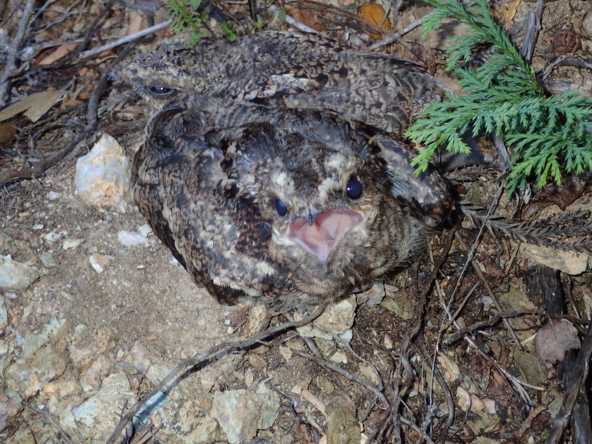 森林総合研究所（森林総研） tweet media