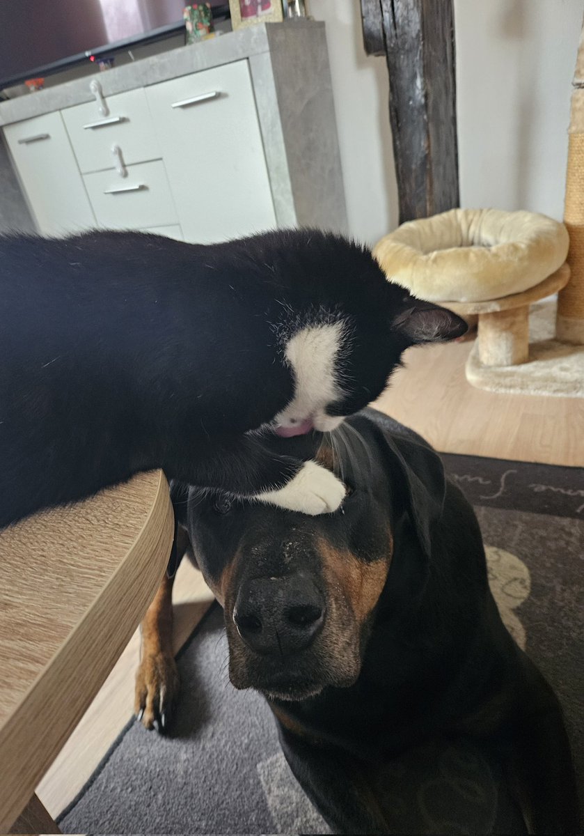 Tyson Charmör❤️& die Kadders tweet media