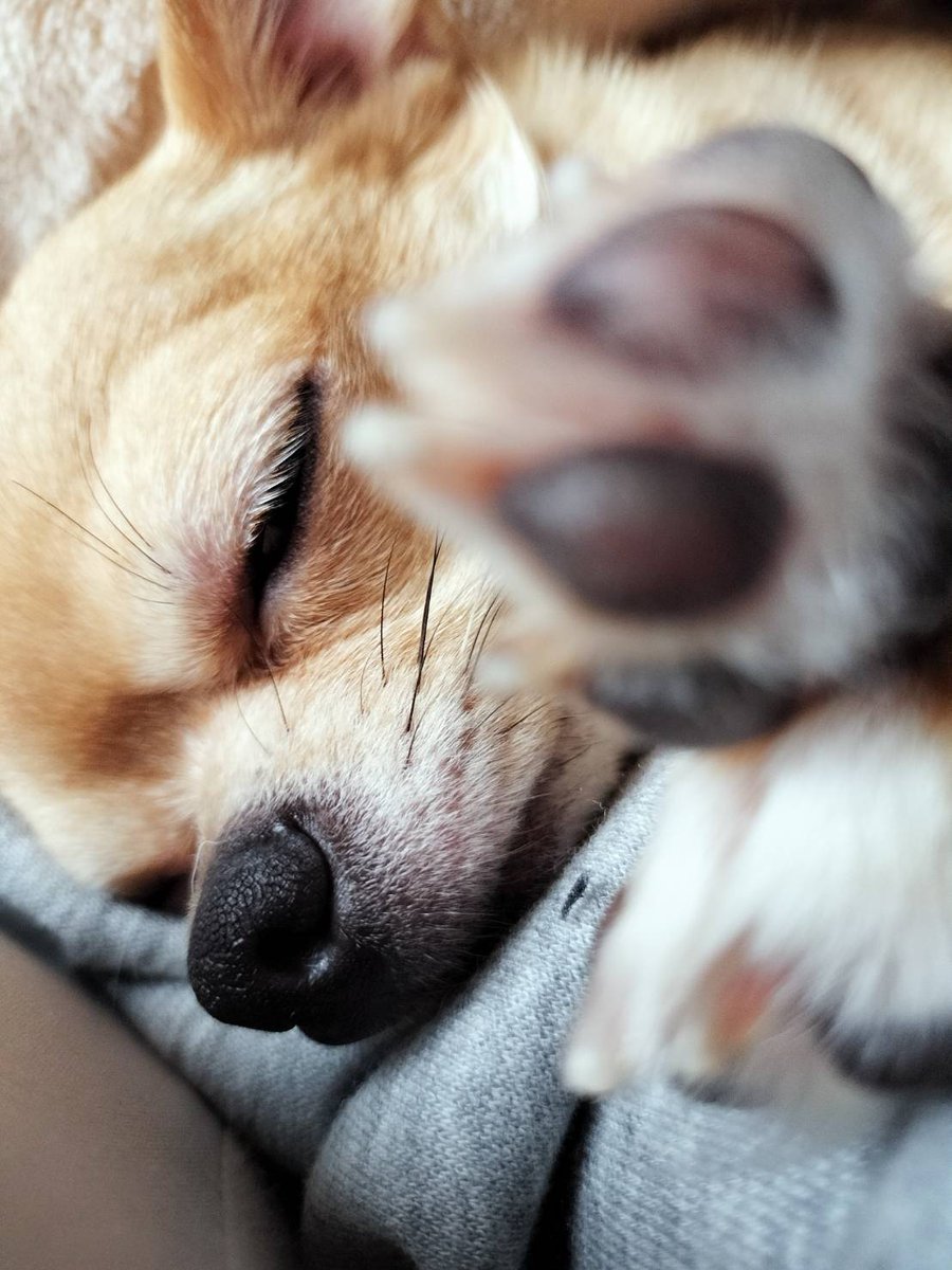 吉田よい tweet media