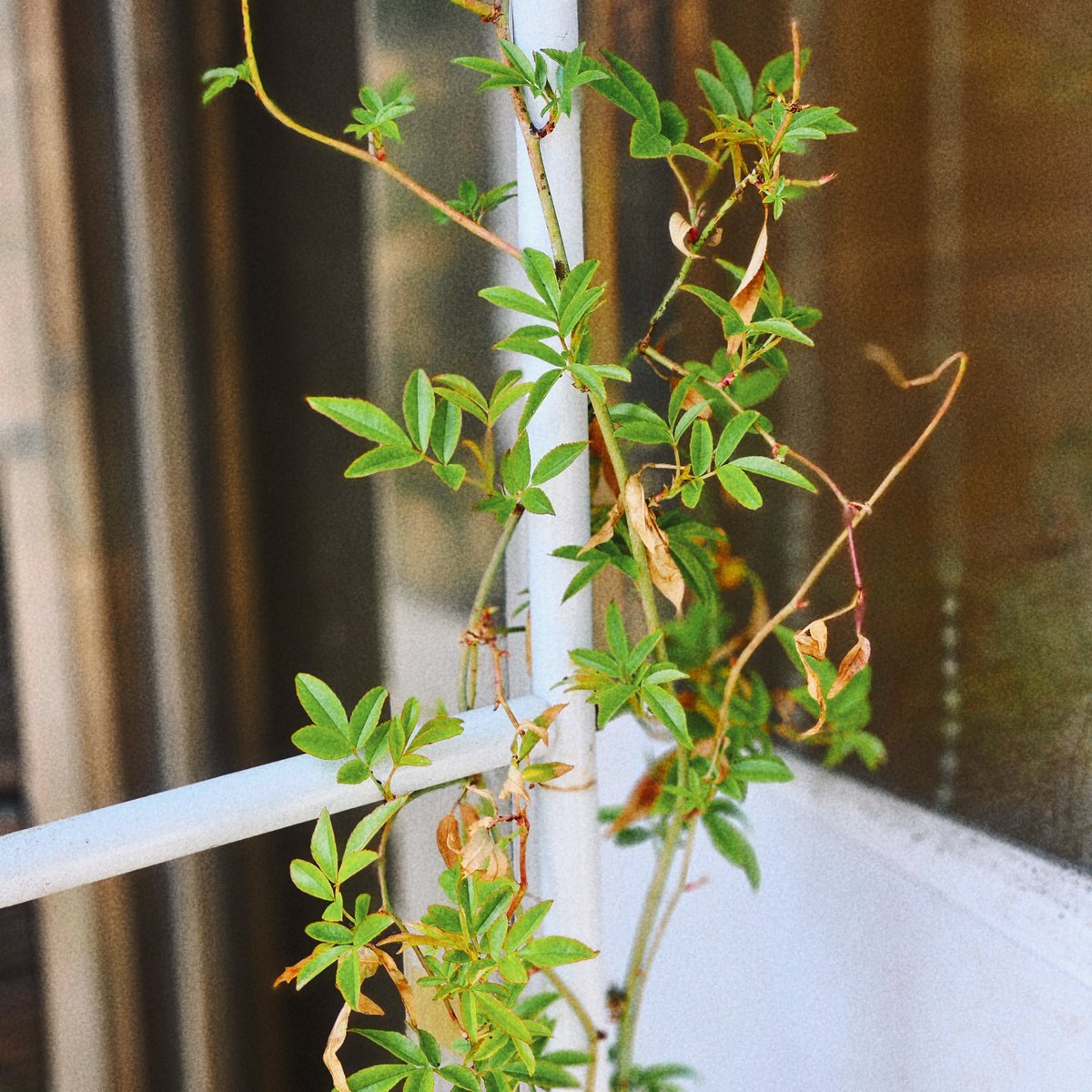 주모여기(뜨개구리 사랑중) tweet media