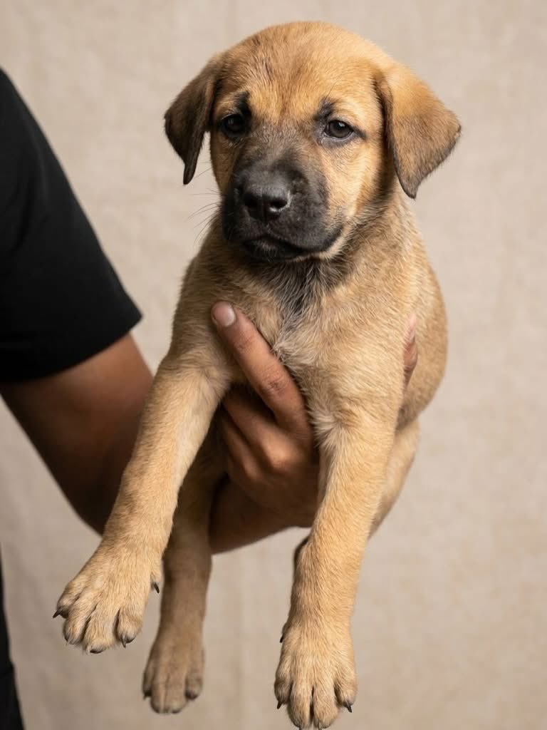 Caninos911 tweet media