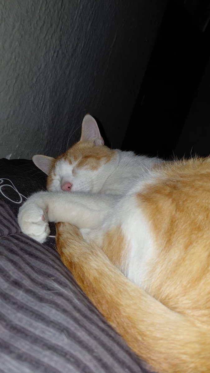 Sara Akari 🍀 VTuber ~REVIVÍ!!!! tweet media