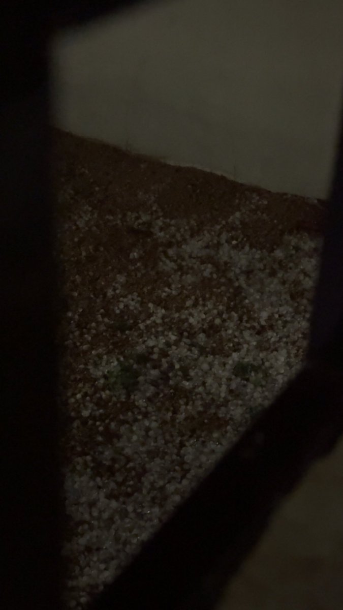 تووته الشلاقي tweet media