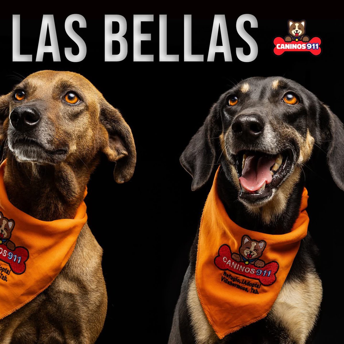 Caninos911 tweet media