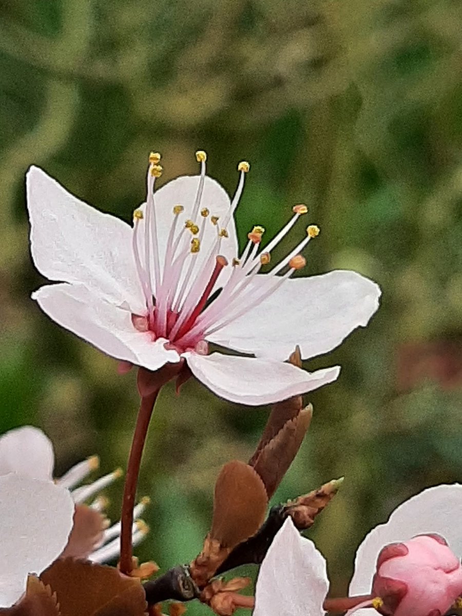 lynne chitty tweet media