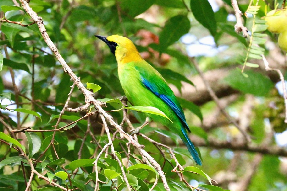 mark@birdingpinoso tweet media