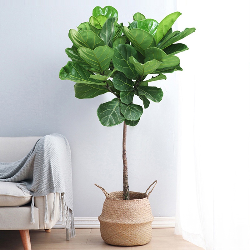 New Bethany tweet media