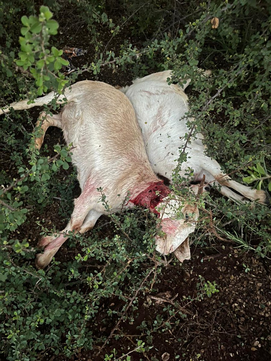 SA Police Service 🇿🇦 tweet media