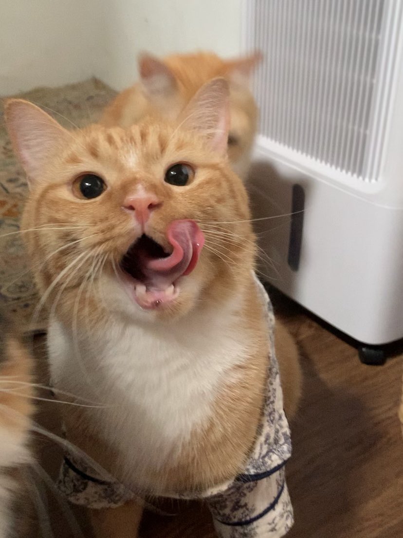 Sam 🦖 tweet media