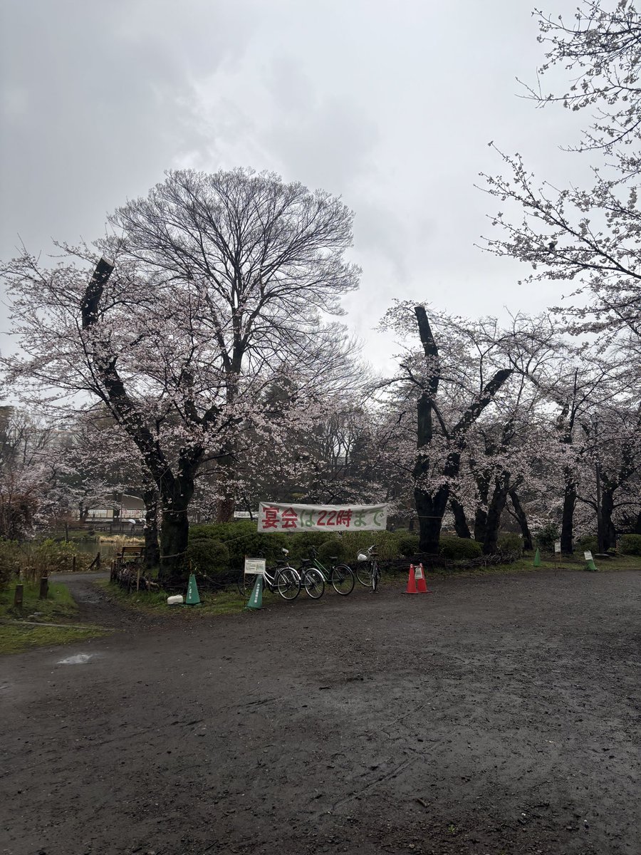 penta_moon's tweet photo. 井の頭公園は晴れたらすぐスコーーンと満開になりそうかもー。
かもー https://t.co/qFfmHRMwVp