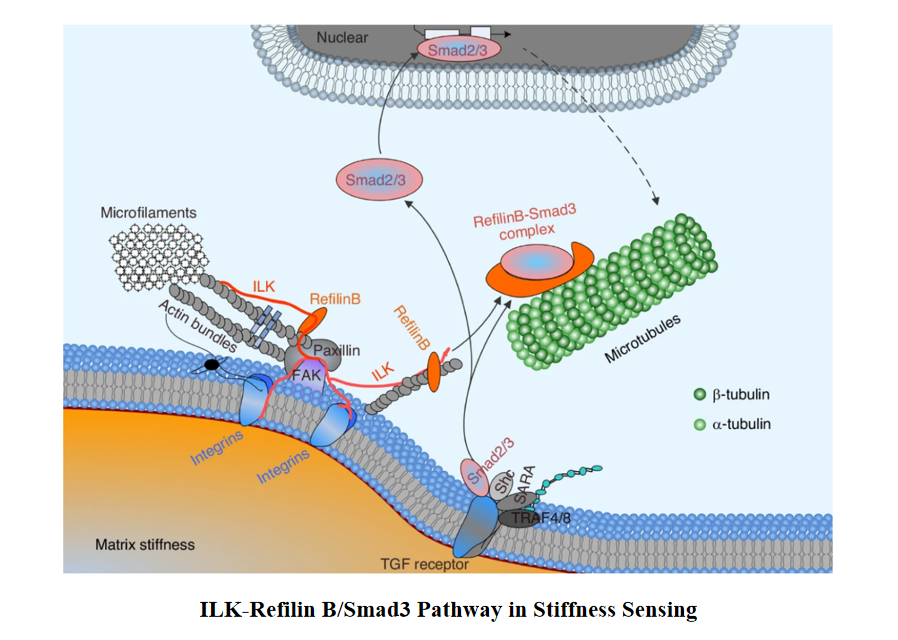 Bone Research_Editorial Office tweet media