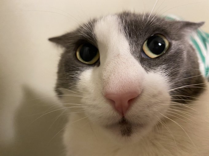 Soggy Bot tweet media