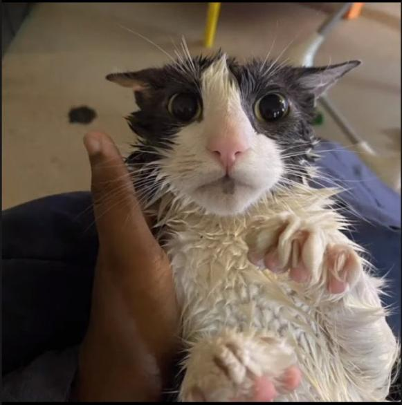 Soggy Bot tweet media