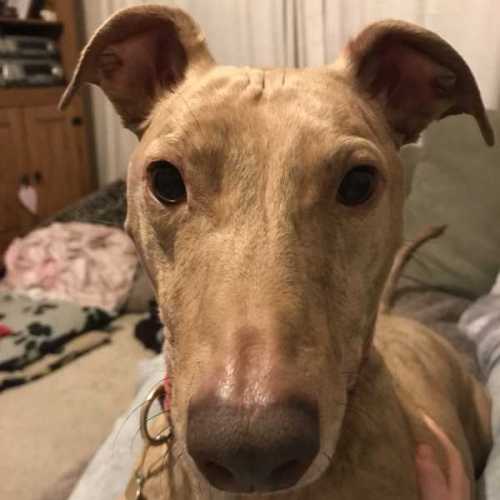 Tiggers_Tails's tweet photo. Tigger Club Announcement:
Ramsey crossed the Rainbow Bridge on the 27th of March 2025
https://t.co/EEDHs8YhJg
Run Free Ramsey
#TiggerClubNews #Announcement 
@milliethefish https://t.co/SDFfG3Wrhg