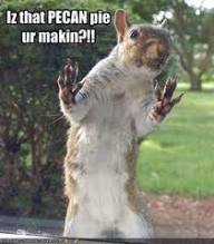 meow2you's tweet photo. For a piece of the pie and some extra pecans, Squire promised not to tell the neighborhood squirrels about the house with all the nuts. ๐ฅง๐
#PecanDay
@ThePhilosopurr @GeneralCattis @HarryCatPurrs @LuminousNumino1 @TERRYW_UK @MewllerRobert @briano29 @eliznoelle @EringoB02429272 https://t.co/ZgHTJCI23H