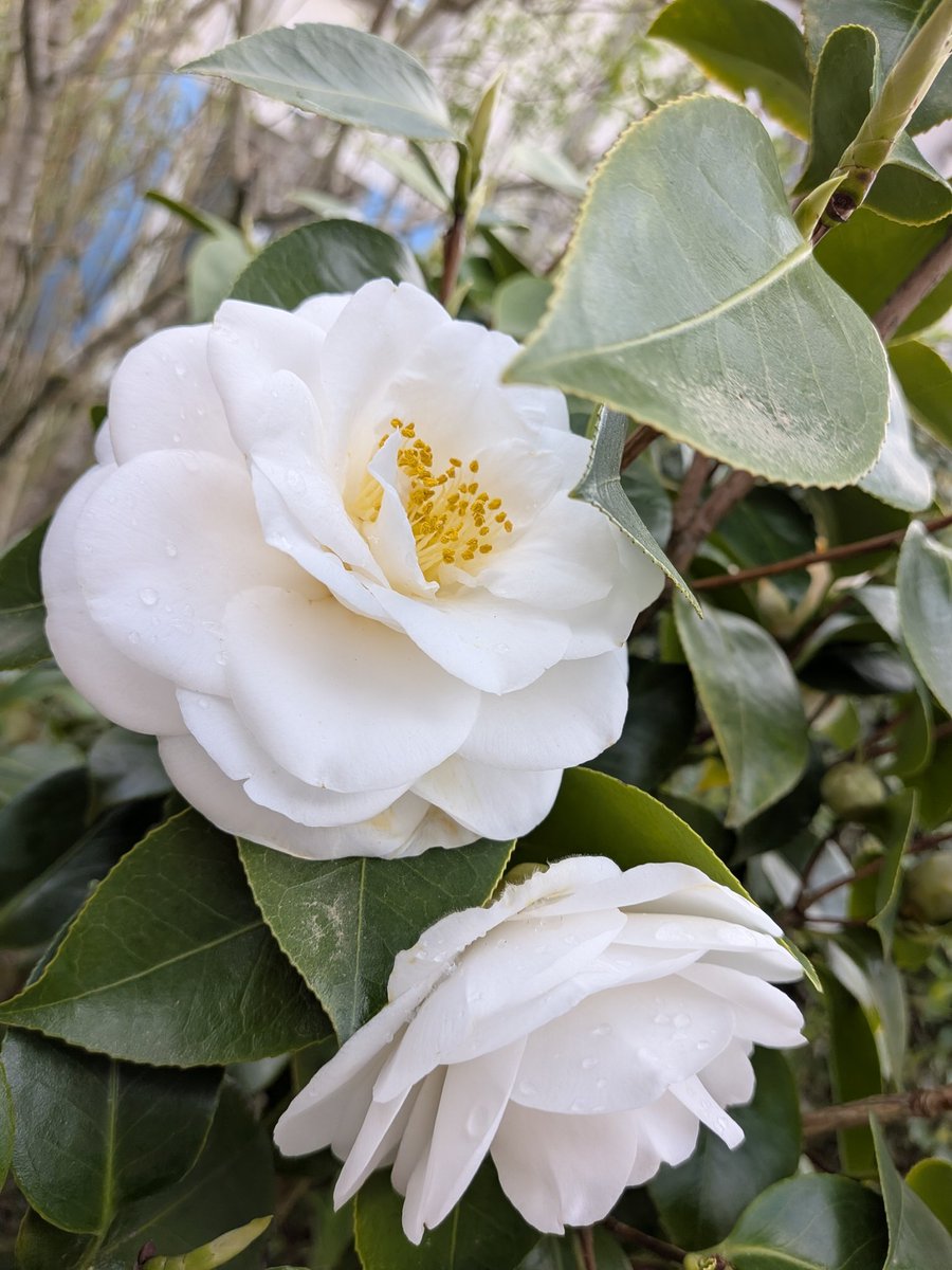 <a href="/JeanMarieGHIBAU/">Jean-Marie GHIBAUDO ☨ 🇨🇵</a> <a href="/Scorpionnella7/">Bellhennascorpelectra</a> Merci beaucoup 😘 😘 
Voici en retour quelques fleurs immaculées 💐 et une interrogation à Grok sur le camélia noir
x.com/i/grok/share/a…