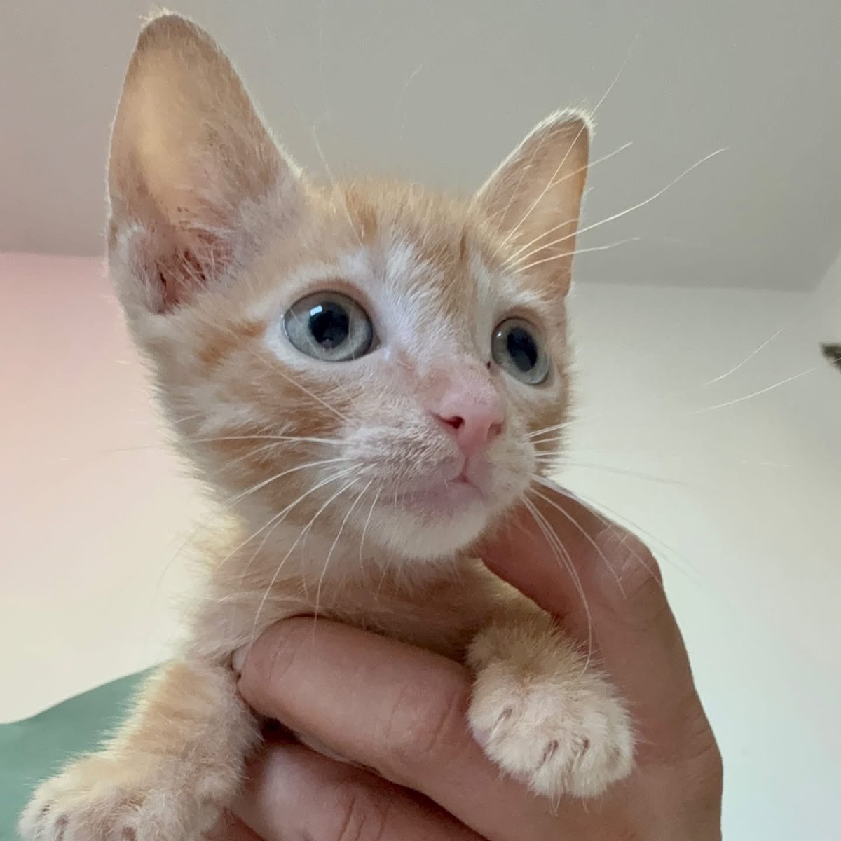 Caninos911 tweet media