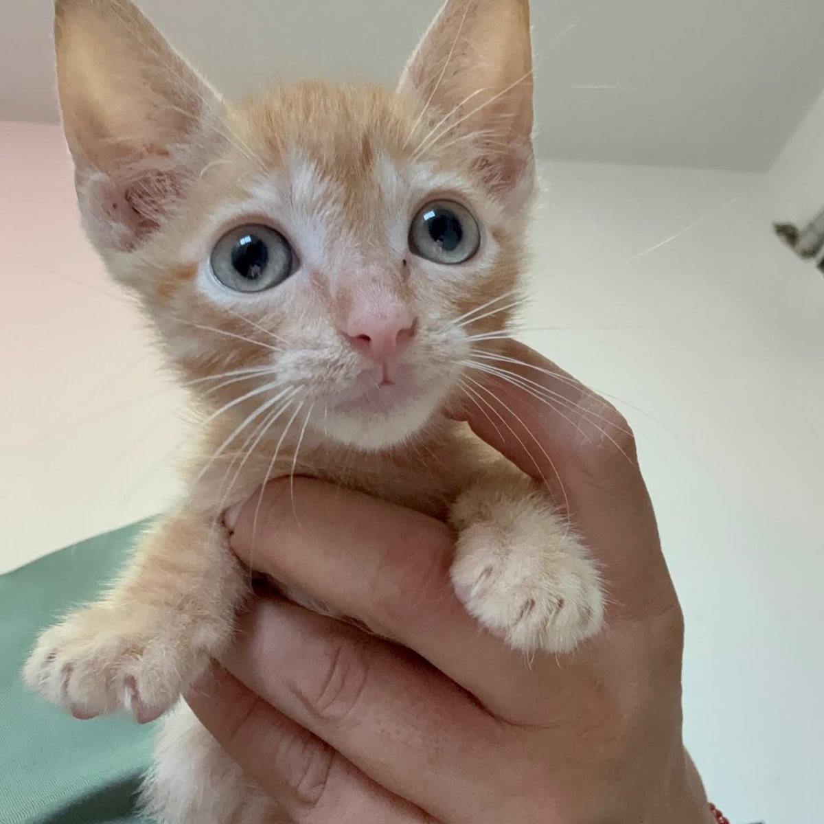 Caninos911 tweet media