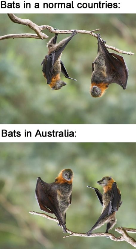 Strangeroo tweet media