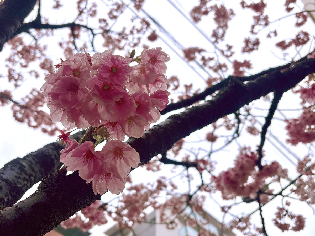 東京ついたら桜が咲いてる🥹🌸(マイナス2度から来た人)