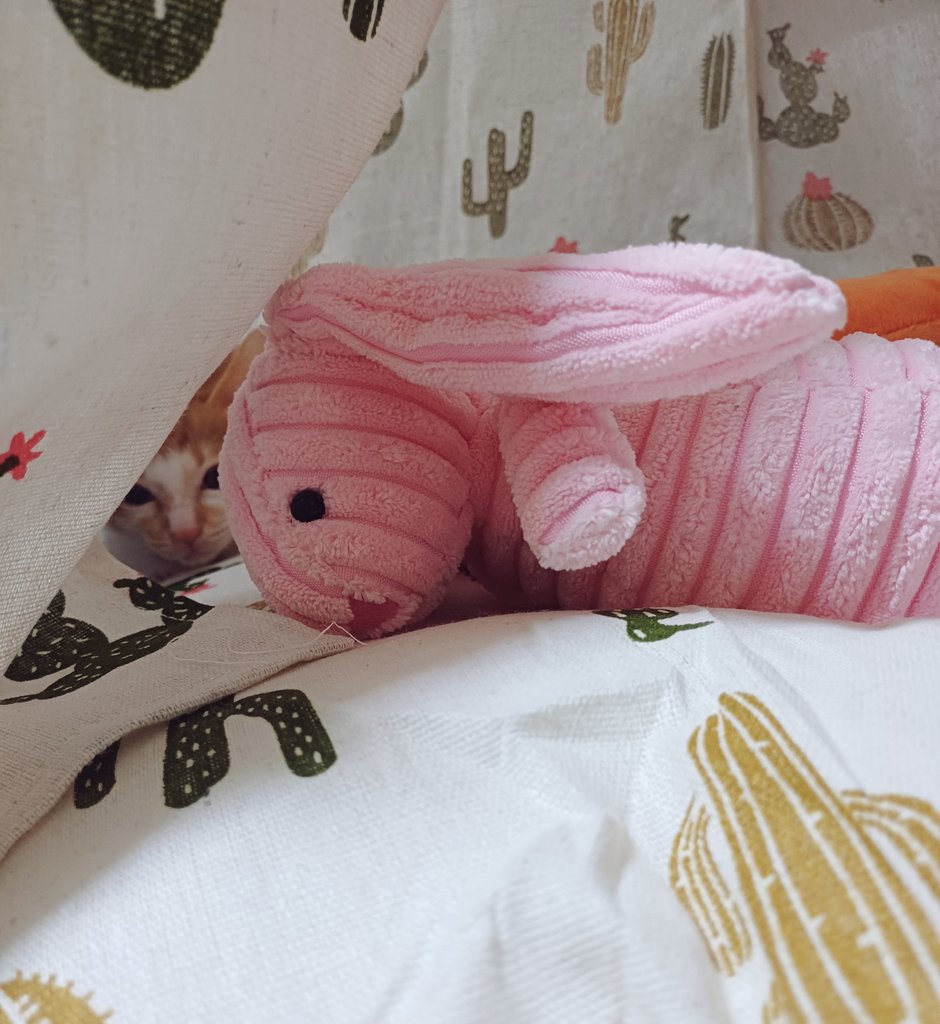 탱자(냥이) tweet media