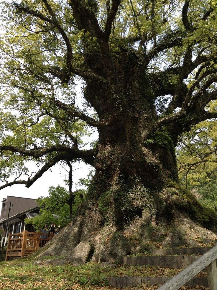 Los Árboles Mágicos ®️, (by Oscar Gaitan) tweet media