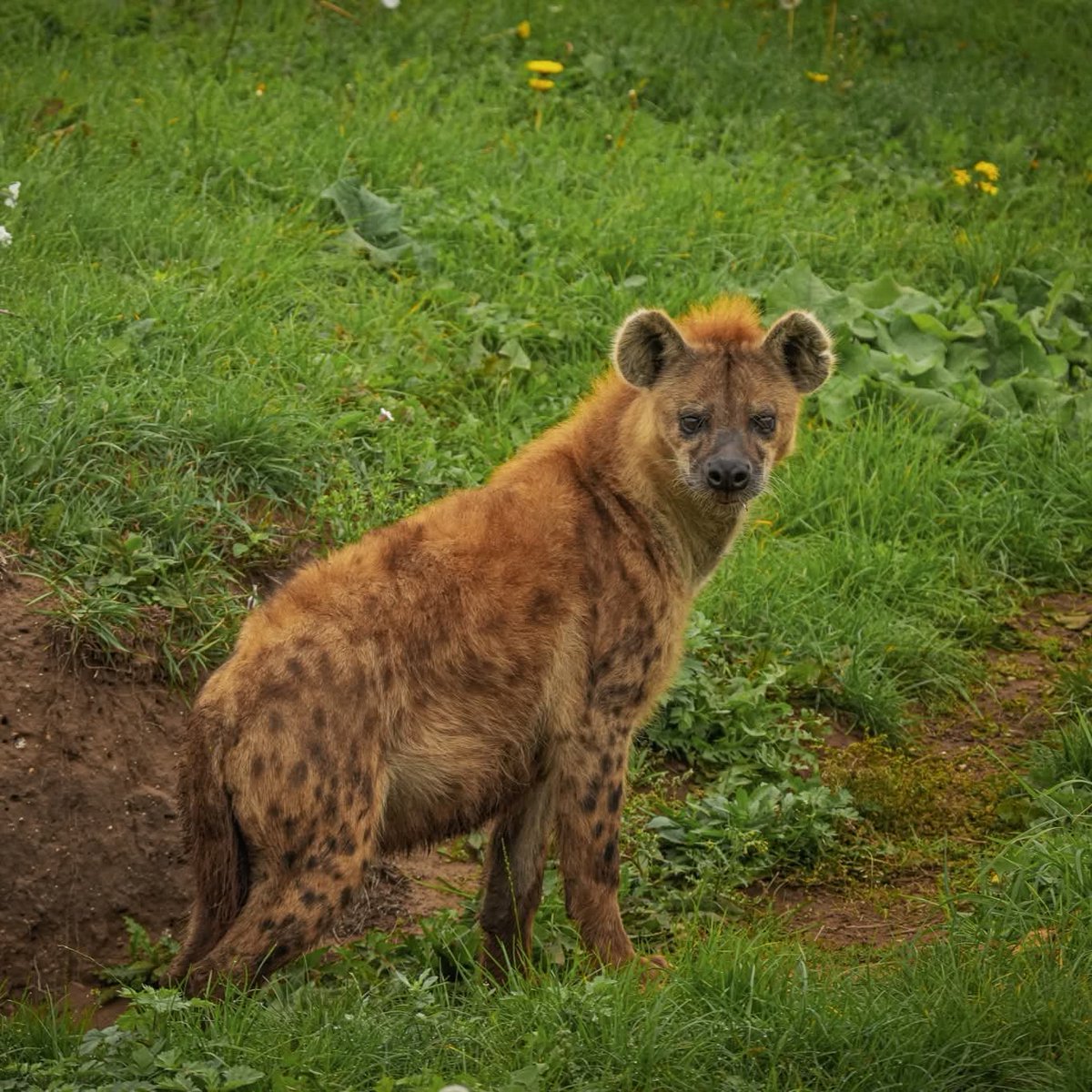 Safaricom Care tweet media