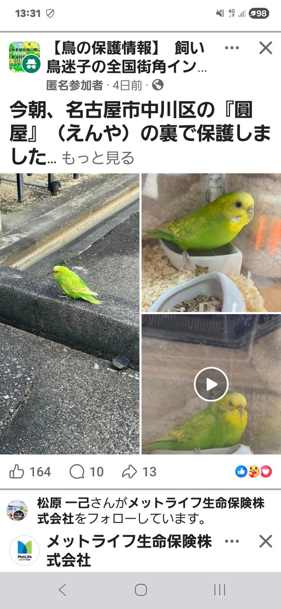 Facebookから保護情報です
#迷子インコ　#迷子鳥　＃保護情報　＃御家族様に繋がります様に