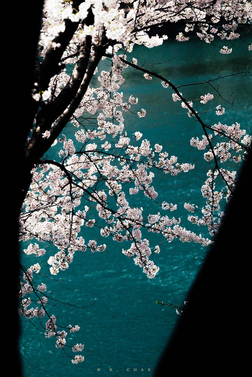 케이채 (K. CHAE) tweet media