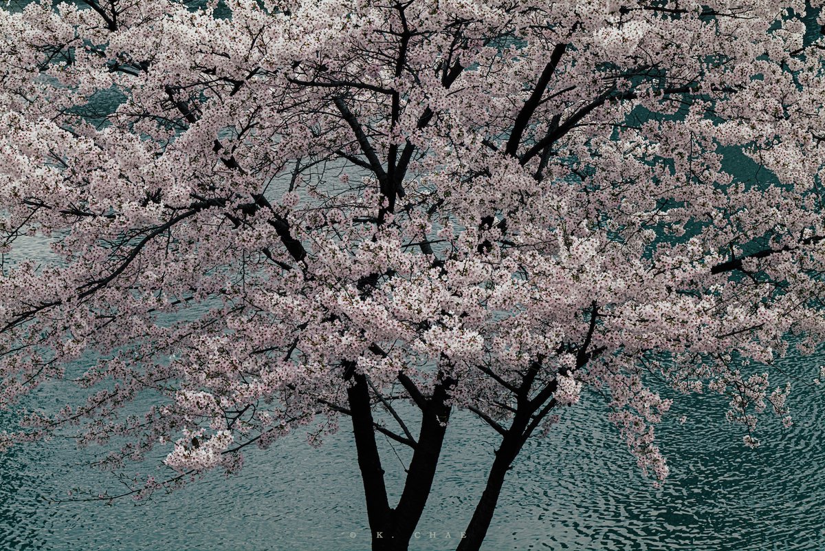 케이채 (K. CHAE) tweet media