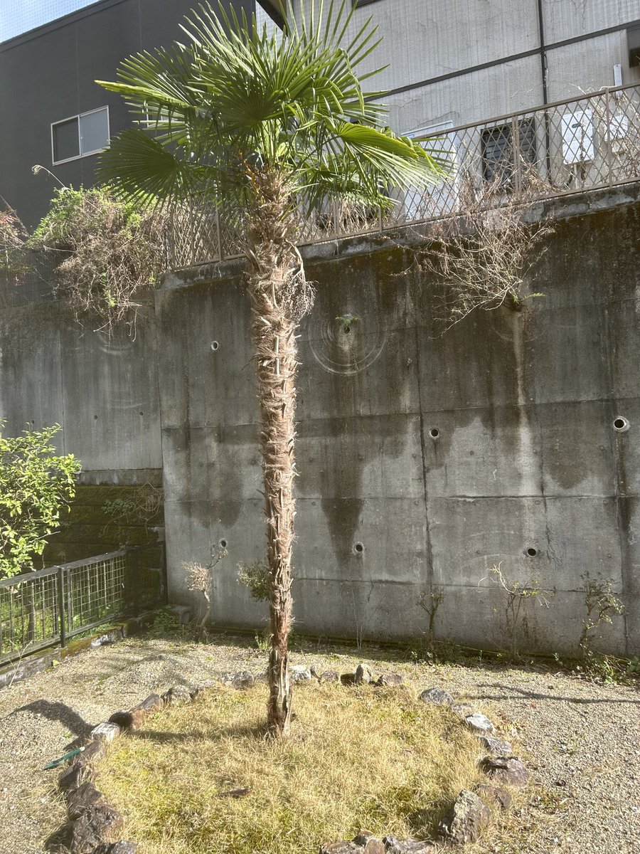 パスタ折って茹でる tweet media