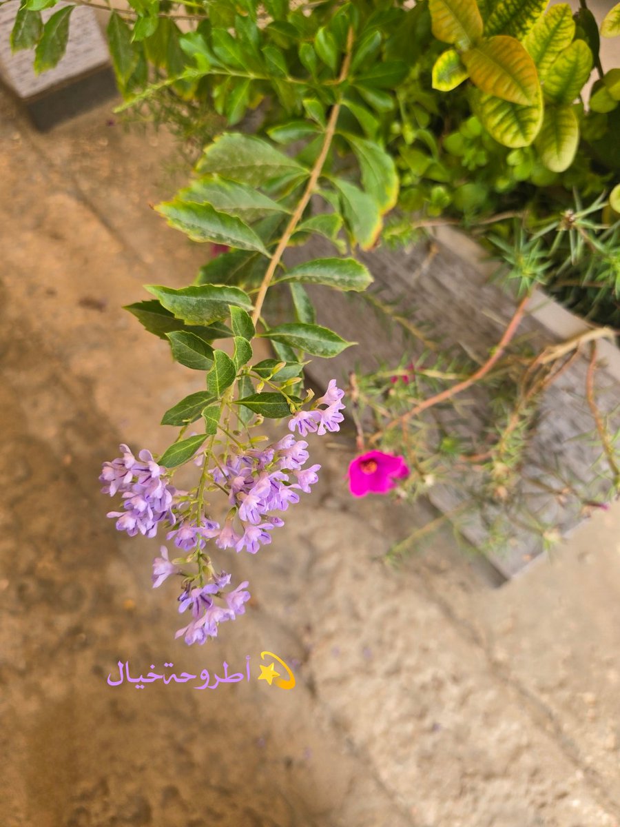 شيخة العامودي tweet media