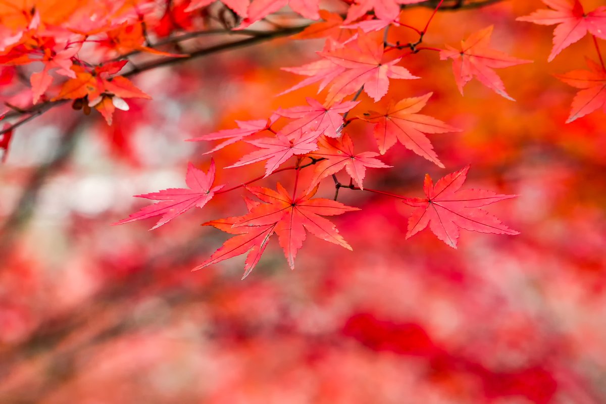 Lizzie Fox tweet media