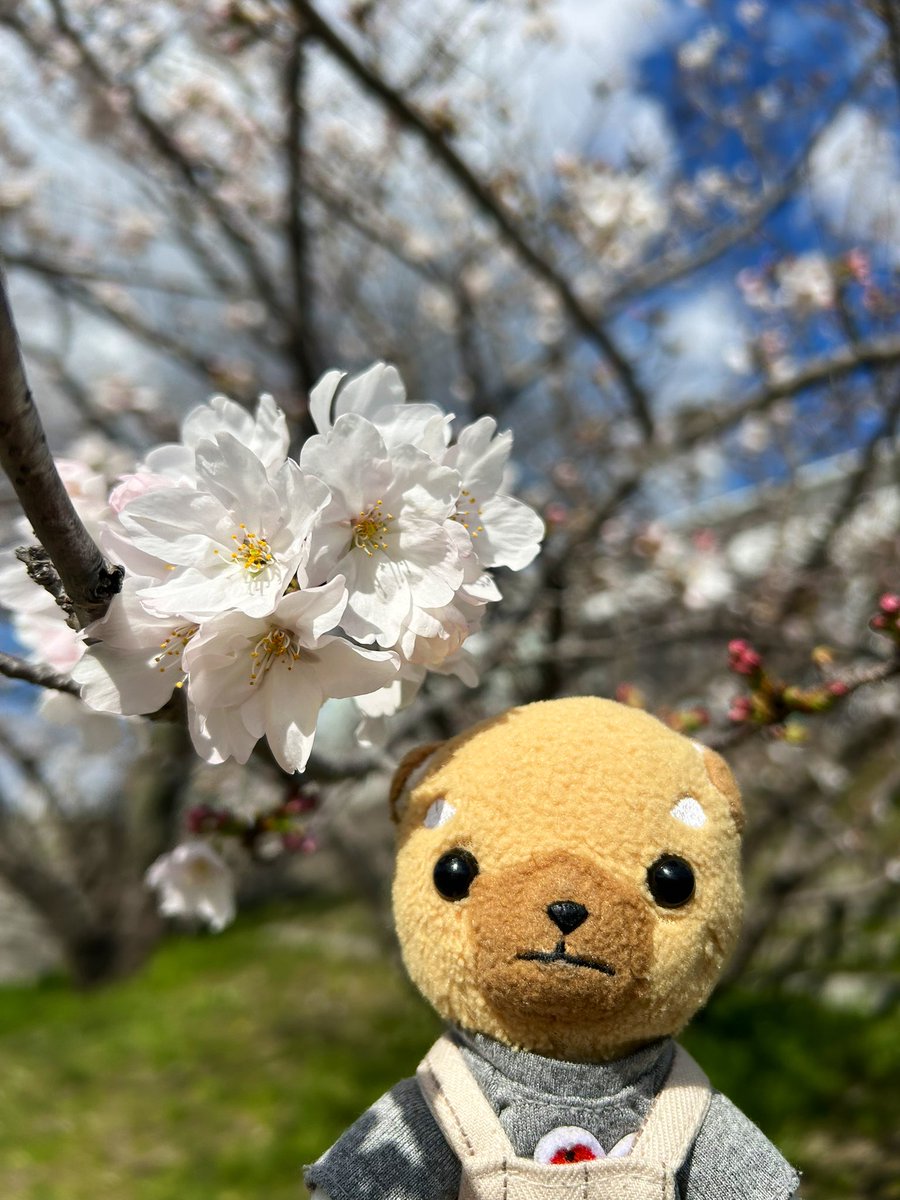 ayuko_m's tweet photo. りぶら近くの桜を少しだけ見てきました🐶🌸 https://t.co/ohEyyKgtBe