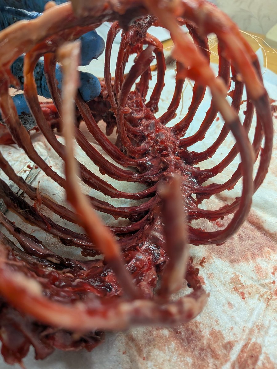 詩花羽なぬの @骨格標本師VTuber tweet media