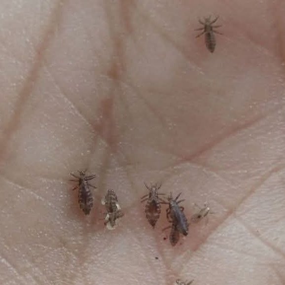 Ketawa itu GRATIS 🛩 tweet media