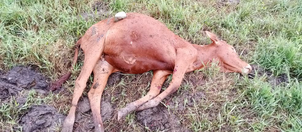 kivu utile tweet media