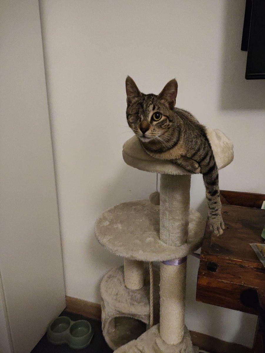 Baffi Randagi tweet media