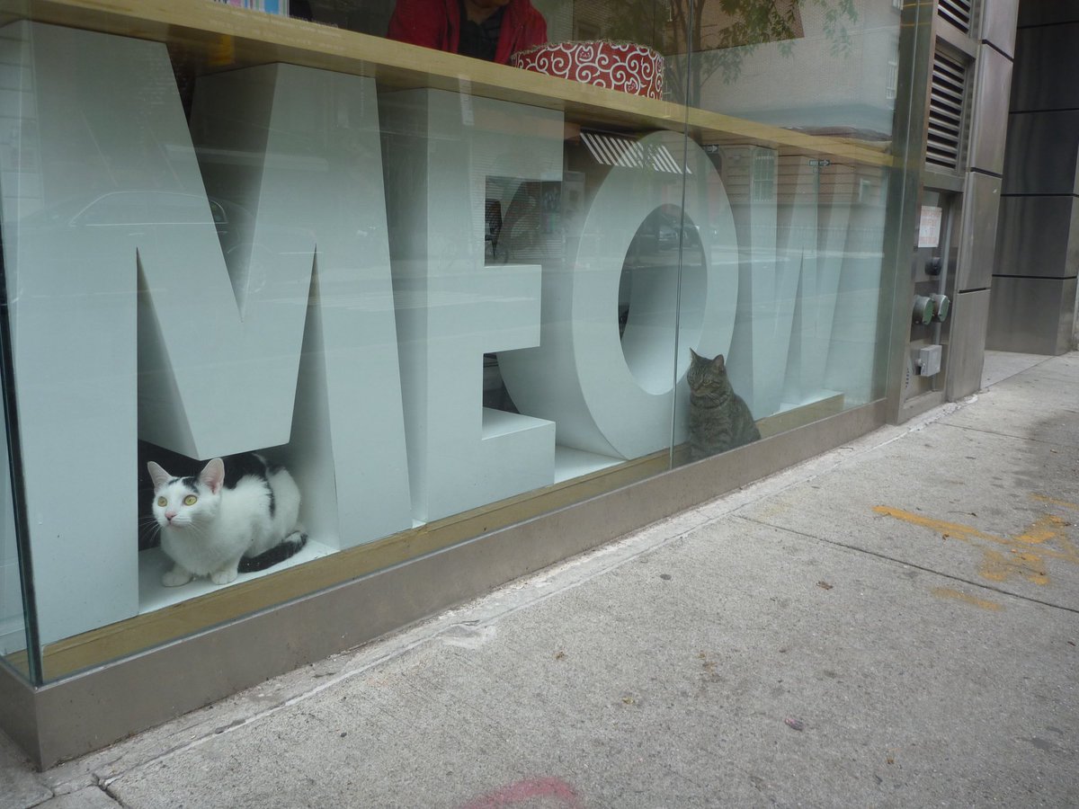 shepzkc's tweet photo. #cats #catsofx #xcats #catson. #tbt #throwbackthursday #nyc 🤠🛩️🗽 ~ a must stop for me that year to NYC it was their first Cat Cafe! 👏🏻😍😻 https://t.co/BBbilXj2tT