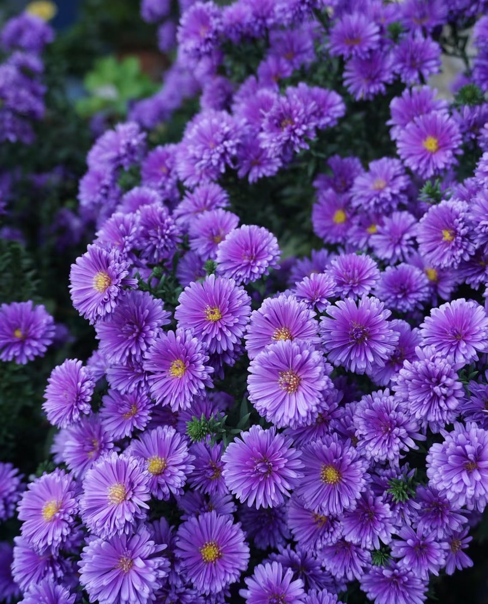 Mckenzie Campbell tweet media