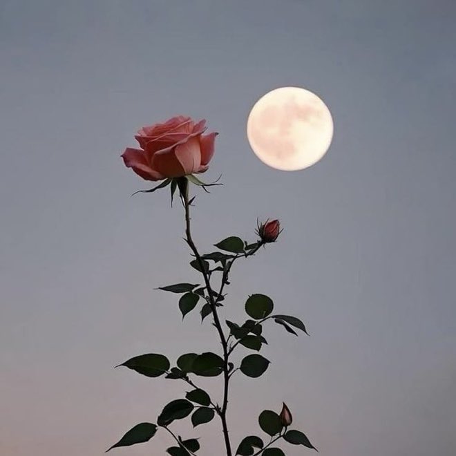 Rose🌸 tweet media