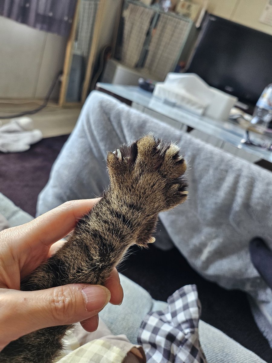 BLACK_swallowtail ⋈*｡ﾟ改 tweet media