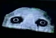 An Oceanic Whitetip tweet media